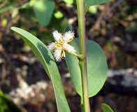 Flower-of-Sourplum