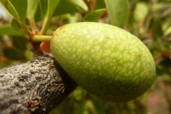 Immature-fruit-of-Sourplum