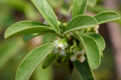 Leaves-of-Sourplum