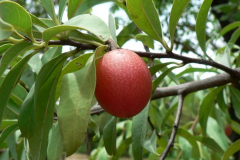 Mature-fruit-of-Sourplum