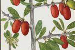 Plant-illustration-of-Sourplum