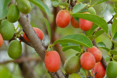 Ripe-and-unripe-sour-plum-on-the-tree