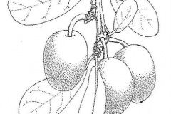 Sketch-of-Sourplum