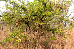 Sourplum-Plant-growing-wild