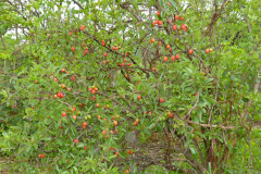 Sourplum-Plant