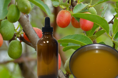 Sourplum-seed-oil