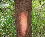 Trunk-of-Sourplum
