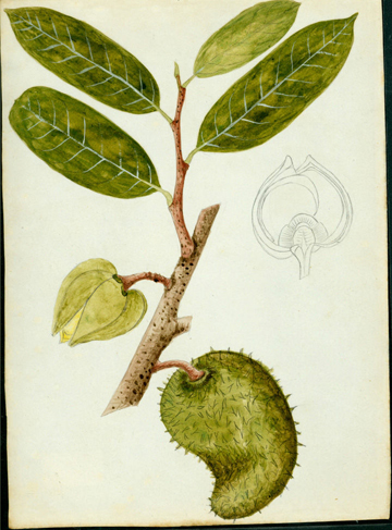 Illustration-of-Soursop-plant