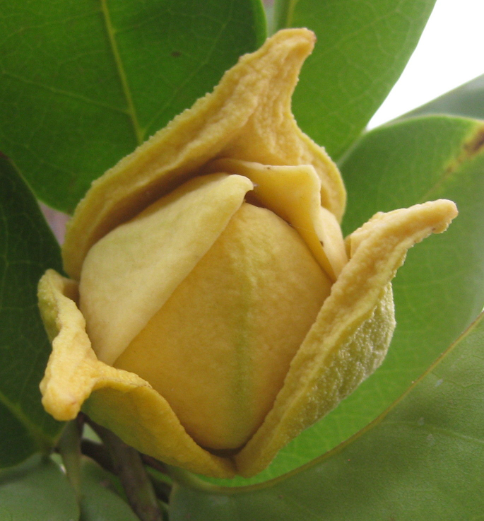 Soursop-close-up-flower