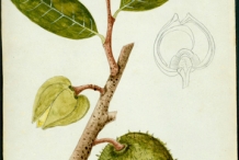 Illustration-of-Soursop-plant