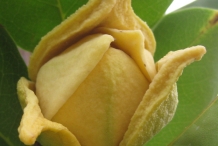 Soursop-close-up-flower
