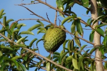 Soursop-fruit-on-the-tree