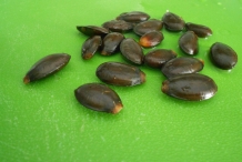 Soursop-seeds