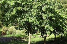 Soursop-tree