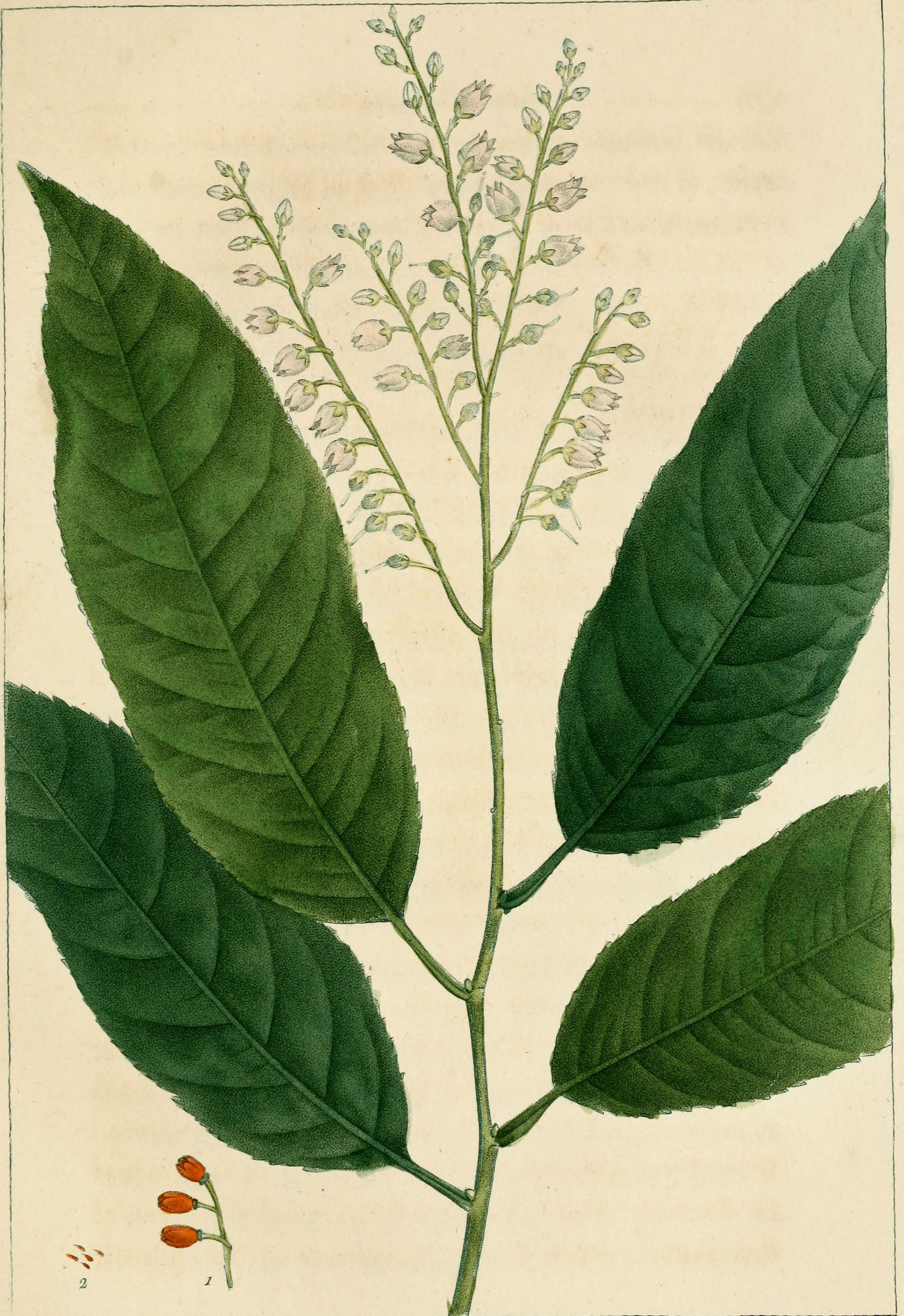 Plant-Illustration-of-Sourwood