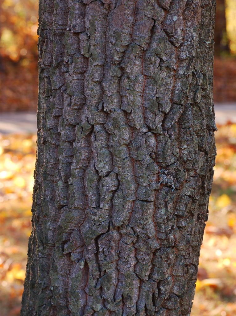 Trunk-of-Sourwood