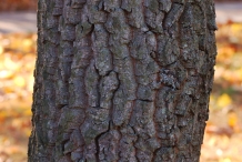 Bark-of-Sourwood