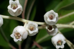 Closer-view-of-flower-of-Sourwood