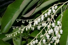 Flowers-of-Sourwood