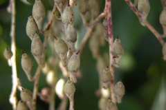 Fruits-of-Sourwood
