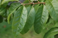 Leaves-of-Sourwood