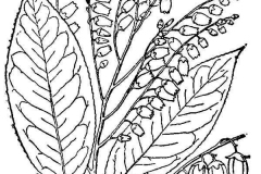 Sketch-of-Sourwood