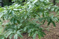 Small-Sourwood-plant