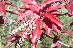 Sourwood-Leaves-during-fall