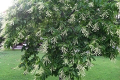 Sourwood-tree