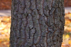Trunk-of-Sourwood