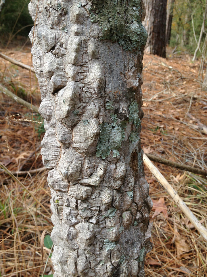 Southern-Prickly-Ash-bark
