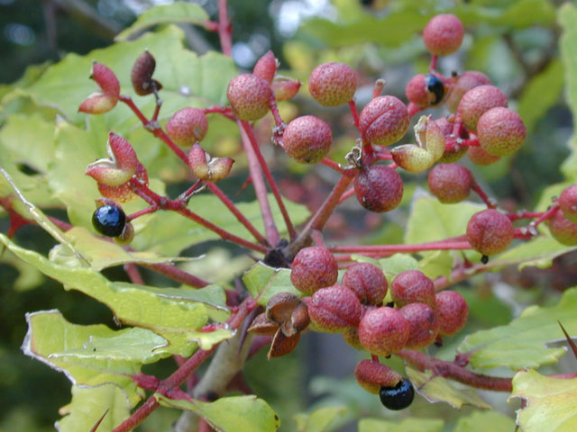 Southern-Prickly-Ash-berries