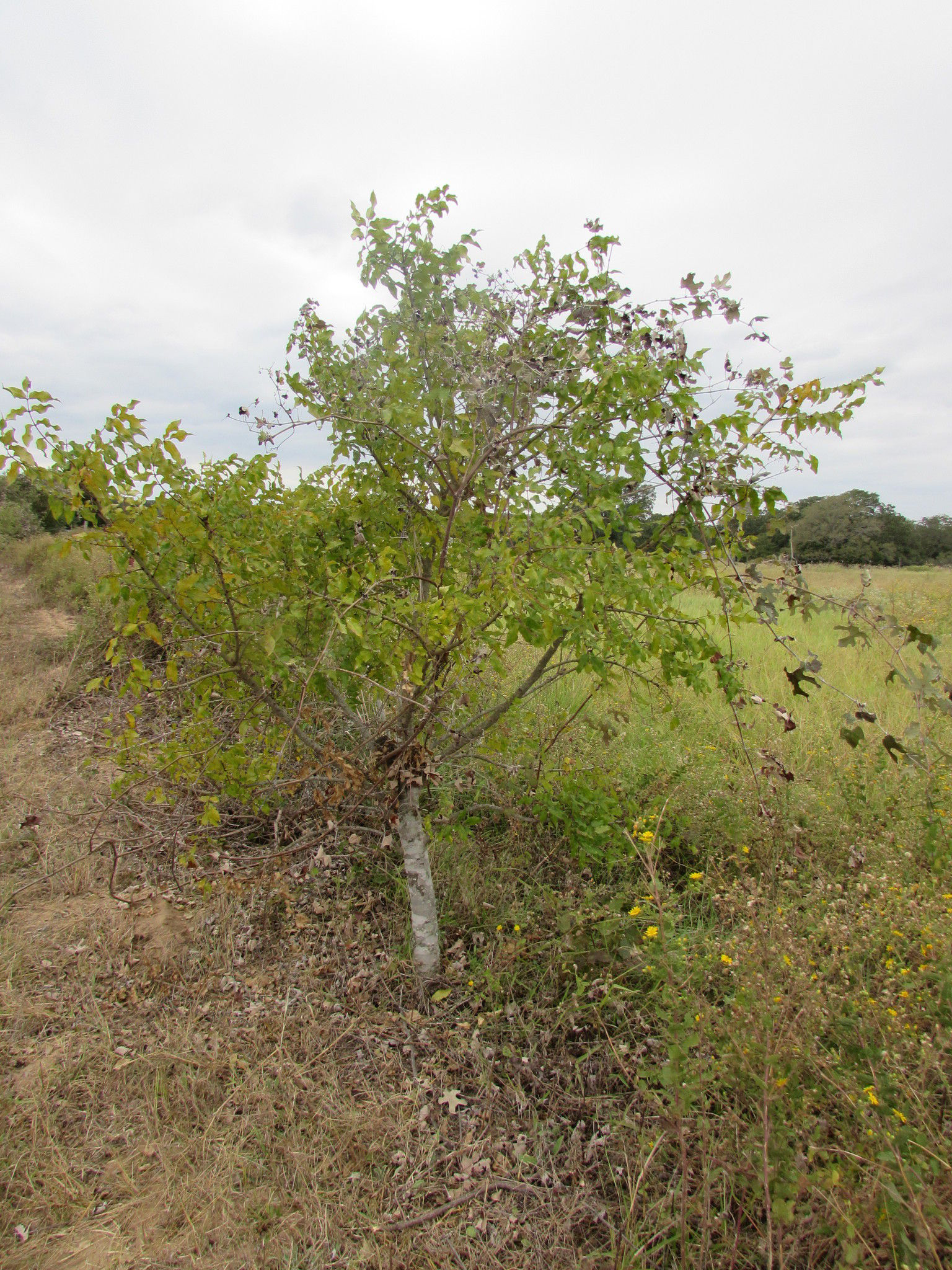 Southern-Prickly-Ash-tree