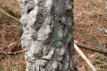 Southern-Prickly-Ash-bark