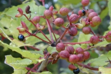 Southern-Prickly-Ash-berries