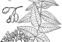 Southern-Prickly-Ash-drawing