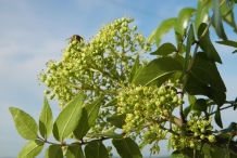 Southern-Prickly-Ash-flowers