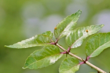 Southern-Prickly-Ash-leaves