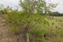 Southern-Prickly-Ash-tree