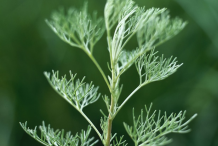 Closer-look-of-Southernwood-plant
