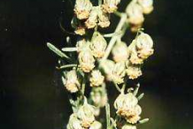 Flower-of-Southernwood-plant