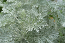 Leaves-of-Southernwood-plant