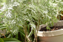 Southernwood-herb-on-the-clay-pot