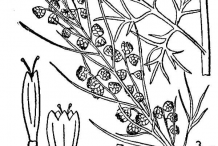 Southernwood-plant-Illustrations