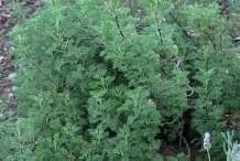 Southernwood-plant-on-the-field