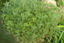 Southernwood-plant