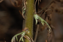 Stem-of-Southernwood-plant