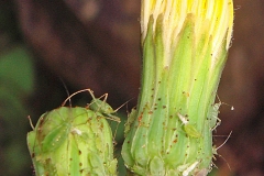 Closer-view-of-Flowering-buds-of-Sow-thistle