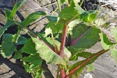 Closer-view-of-Sow-thistle-plant