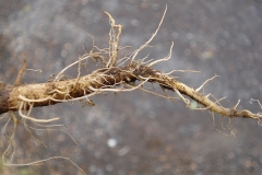 Fibrous-taproot-of-Sow-thistle
